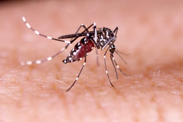 Na CMC, pesquisadora da UFPR reforça campanha contra a dengue