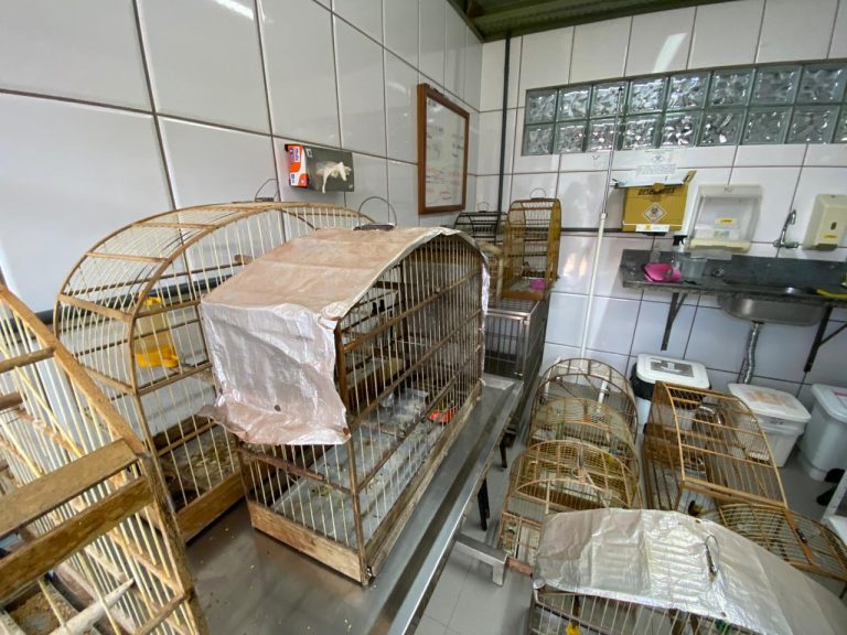 Após denúncia, IAT resgata 13 pássaros silvestres mantidos em cativeiro em Campo Mourão