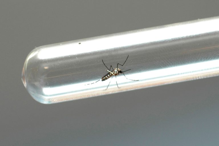 UniBrasil realiza testes rápidos e orienta a sociedade sobre medidas de prevenção contra a dengue