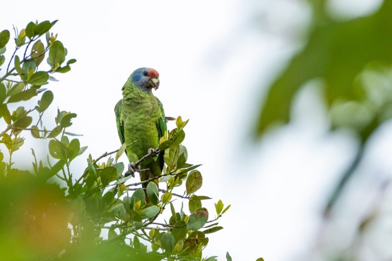 Grande Reserva Mata Atlântica firma parceria com primeira plataforma de crowdfunding com foco em projetos ambientais do Brasil