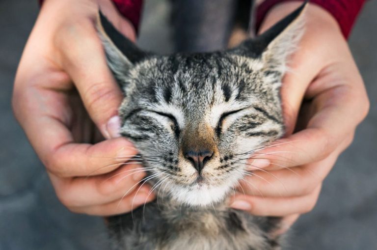 Pets: Saiba o que analisar antes de ter um gato em casa