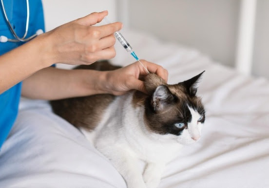 Vacinação evita a morte prematura de cães e gatos