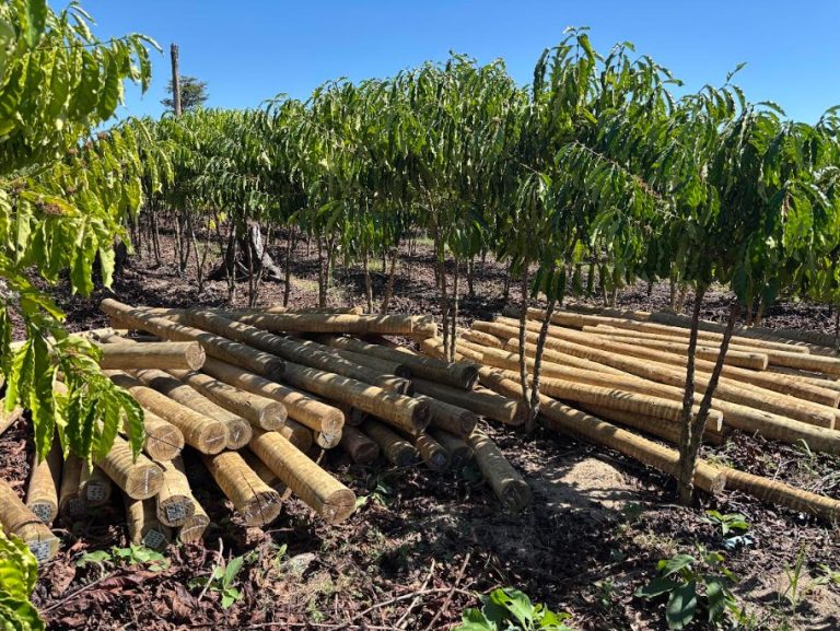 Fundo JBS pela Amazônia lança projeto que pode aumentar em 60% a renda de comunidades rurais