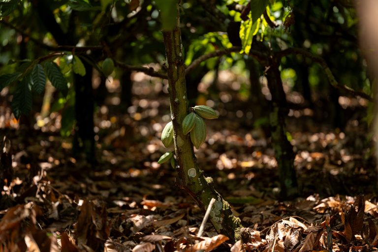 Sicredi na COP30 reforça a importância das cooperativas de crédito como solução estratégica no enfrentamento aos desafios climáticos