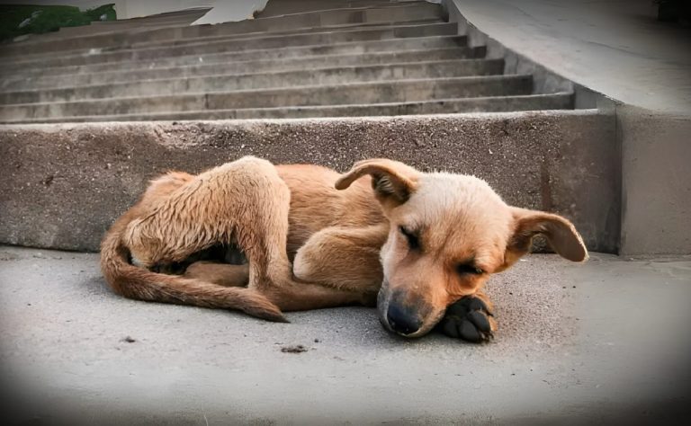 Dezembro Verde: mês de combate e conscientização ao abandono animal