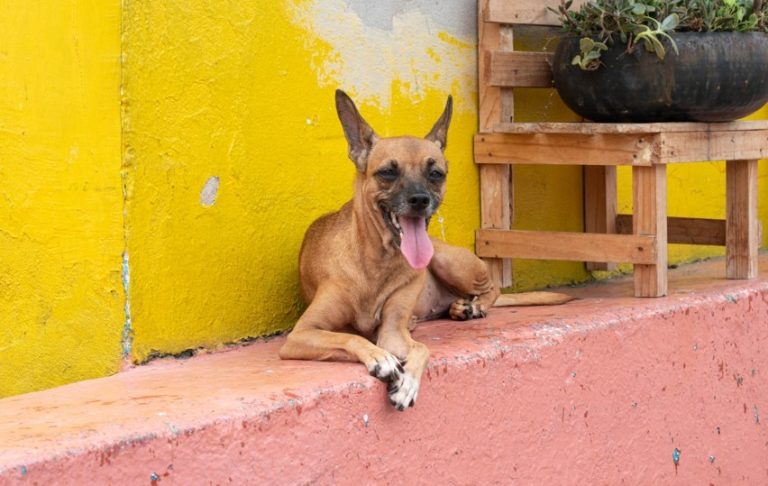 Hospital Veterinário alerta para importância da quarentena em animais resgatados