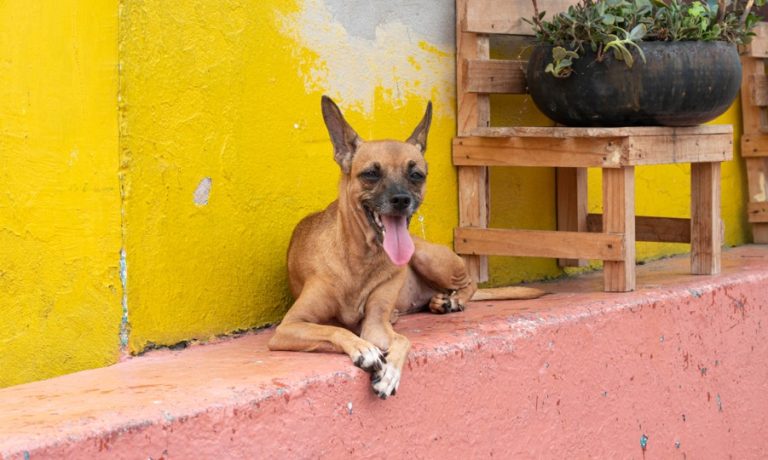 Hospital Veterinário alerta para importância da quarentena em animais resgatados
