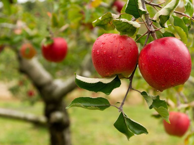 Polpa Brasil acelera investimentos e projeta crescer 64,33% em 2026 com avanço de produtos clean label