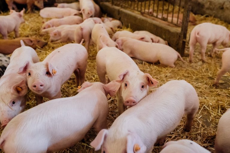 Estudantes do Oeste paranaense criam soluções reais para o mercado do agro global
