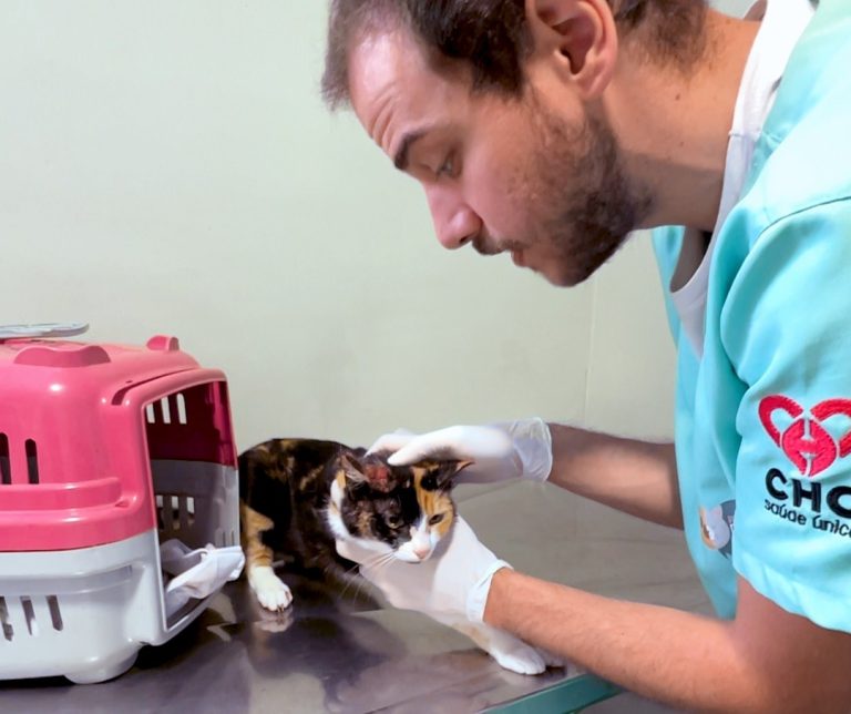 Hospital Veterinário Municipal garante remédio gratuito contra a esporotricose em Curitiba