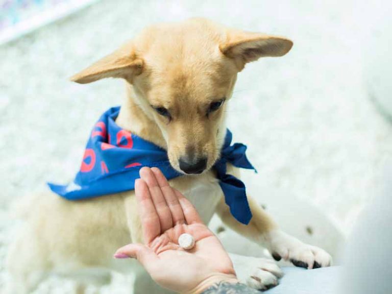Colesterol elevado em cães e gatos pode revelar doenças ocultas