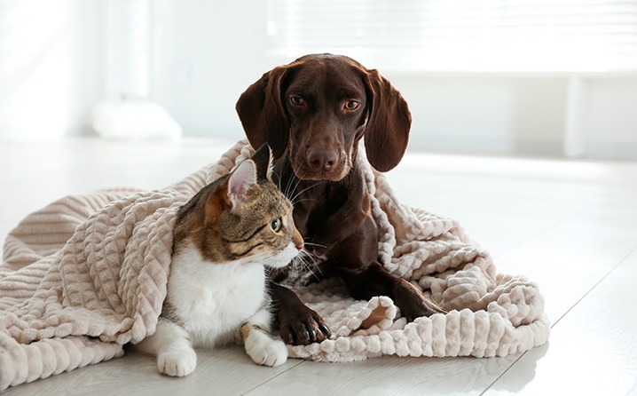 Como cuidar dos pets no inverno?