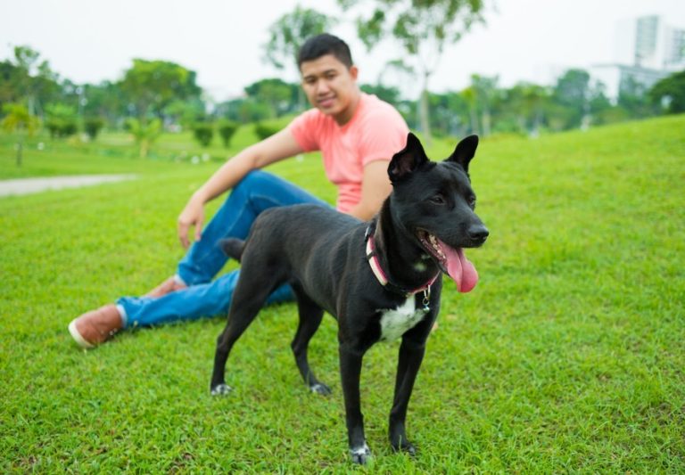 Hospital Veterinário faz um alerta para a posse responsável