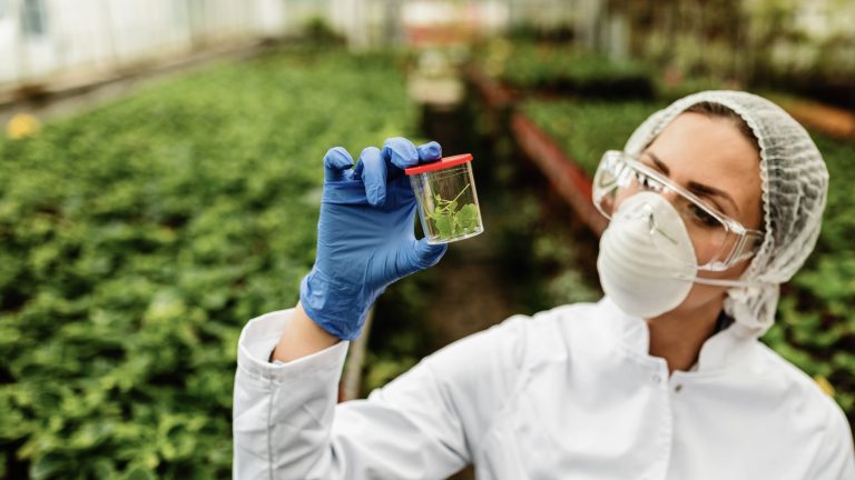 Edição gênica no agro avança e reforça demanda por precisão molecular