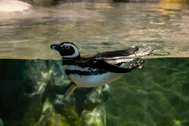 Pinguins-de-magalhães são avistados em praias catarinenses