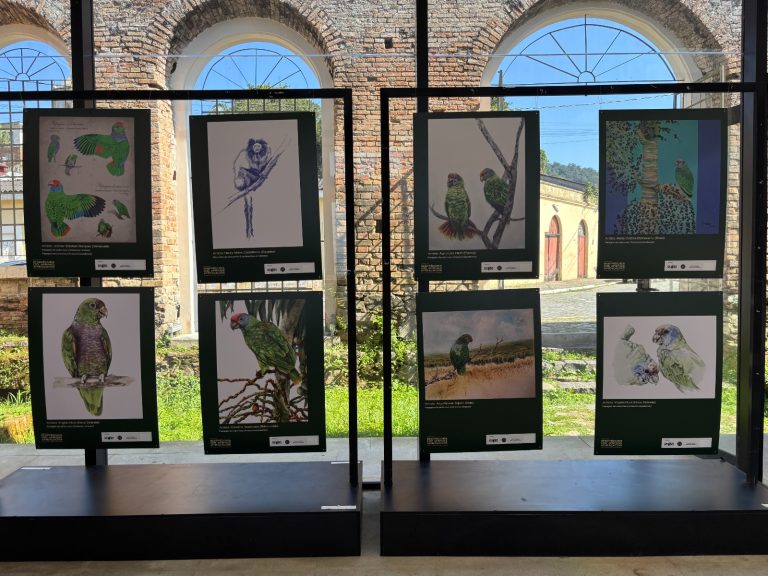Exposição internacional em Antonina reúne artistas de nove países em defesa de espécies ameaçadas da Mata Atlântica